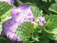 �A�Q���^��(Ageratum)