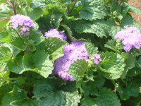 �A�Q���^��(Ageratum)