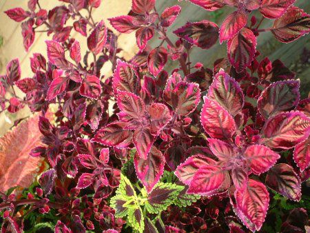 �R���E�X05(Coleus)