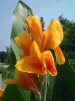 �J���i(Canna)