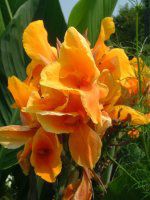 �J���i(Canna)