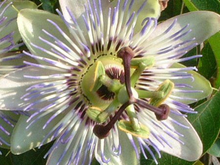 �p�b�V�t����(Passiflora)