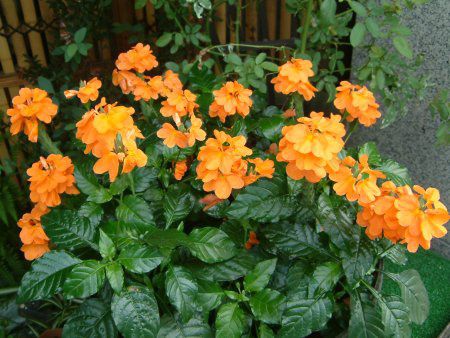 �N���T���h��(Crossandra)