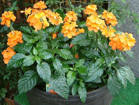 �N���T���h��(Crossandra)