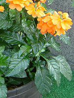 �N���T���h��(Crossandra)