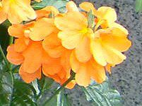 �N���b�T���h��(Crossandra)