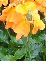 �N���b�T���h��(Crossandra)