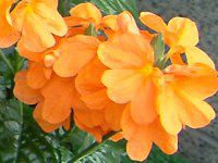 �N���T���h��(Crossandra)
