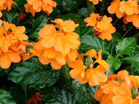 �N���T���h��(Crossandra)
