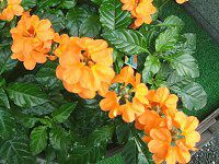 �N���T���h��(Crossandra)