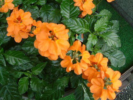�N���T���h��(Crossandra)