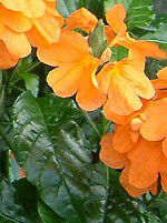 �N���b�T���h��(Crossandra)