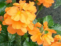 �N���b�T���h��(Crossandra)