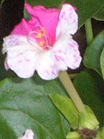 �I�V���C�o�i(������)