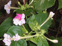 �I�V���C�o�i(������)