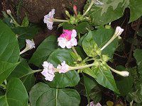 �I�V���C�o�i(������)