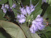 �J���I�v�e���X�E�N�����h�l���V�X�iCaryopteris clandonensis�j