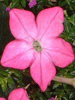 �j�R�`�A�i(Nicotiana)