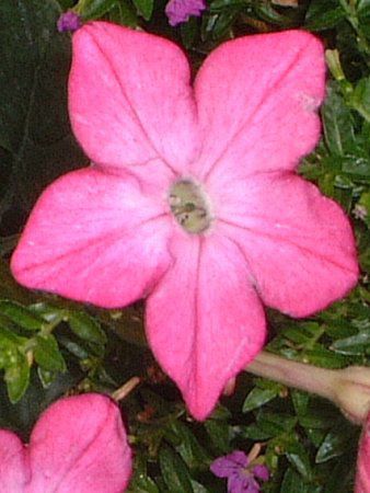 �j�R�`�A�i(Nicotiana)