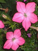 �j�R�`�A�i(Nicotiana)