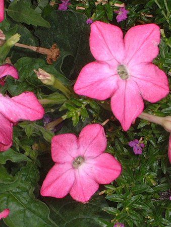 �j�R�`�A�i(Nicotiana)