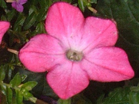 �j�R�`�A�i(Nicotiana)