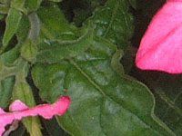 �j�R�`�A�i(Nicotiana)