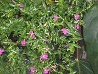 �N�t�F�A�E�q�b�\�s�t�H���A(Cuphea hyssopifolia)
