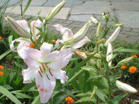 �����i�S���j-pink-summer