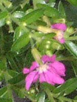 �N�t�F�A�E�q�b�\�s�t�H���A(Cuphea hyssopifolia)