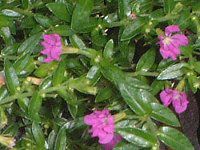 �N�t�F�A�E�q�b�\�s�t�H���A(Cuphea hyssopifolia)