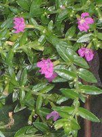 �N�t�F�A�E�q�b�\�s�t�H���A(Cuphea hyssopifolia)