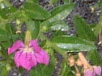 �N�t�F�A�E�q�b�\�s�t�H���A(Cuphea hyssopifolia)