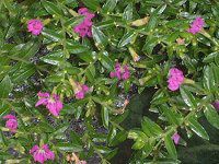 �N�t�F�A�E�q�b�\�s�t�H���A(Cuphea hyssopifolia)