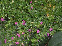 �N�t�F�A�E�q�b�\�s�t�H���A(Cuphea hyssopifolia)
