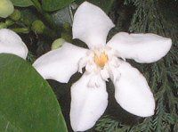 �Z�C�������C�e�B�A(Ceylon wrightia)