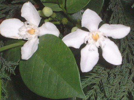 �Z�C�����E���C�e�B�A�iCeylon wrightia�j