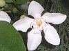 �Z�C�������C�e�B�A(Ceylon wrightia)