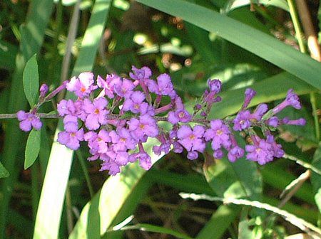 �u�b�h���A(Buddleja)