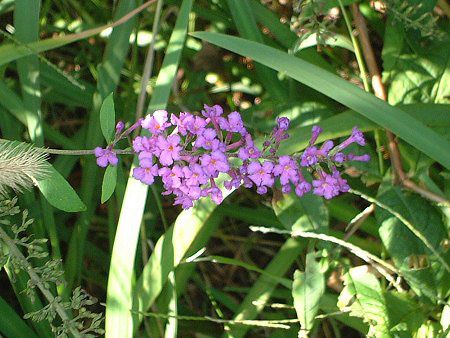 �u�b�h���A(Buddleja)