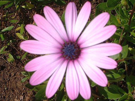 �I�X�e�I�X�y���}��(Osteospermum)