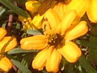 �W�j�A�E���l�A���X(Zinnia linearis)-yellow-spring
