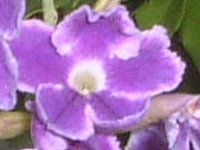 �f�������^(Duranta)