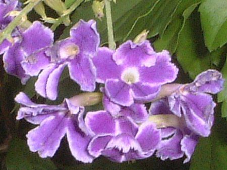 �f�������^(Duranta)