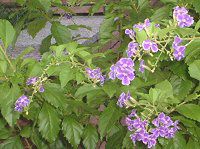 �f�������^(Duranta)