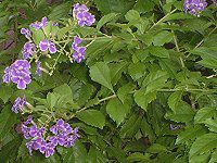 �f�������^(Duranta)