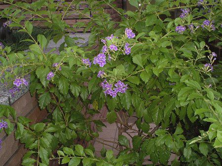 �f�������^(Duranta)