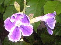 �f�������^(Duranta)
