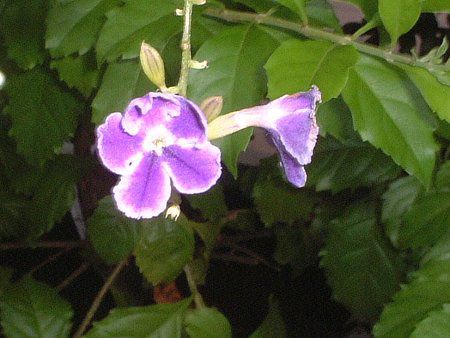 �f�������^(Duranta)