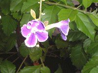 �f�������^(Duranta)